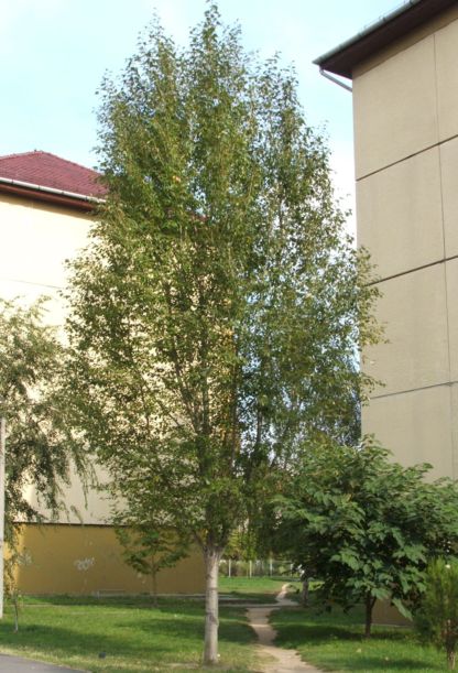 Populus simonii 'Fastigiata'-Oszlopos kinai nyar.JPG