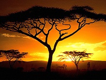 Majomkenyérfa az afrikai szavannán majomkenyerfa