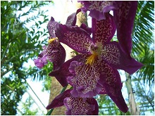 Orchidea orchidea