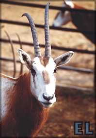 Antilop