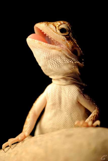 agáma, szakállas, szakállas agáma,pogona minor, pogona, minor,szakállas agáma tartás,szakállas agáma jellemzes,szakállas agáma etetés, szakállas tartás,szakállas jellemzes,szakállas etetés,agáma tartás, agáma jellemzes, agáma etetés