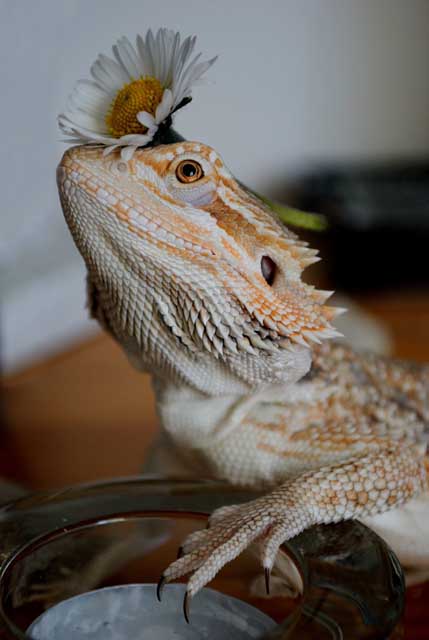 agáma, szakállas, szakállas agáma,pogona minor, pogona, minor,szakállas agáma tartás,szakállas agáma jellemzes,szakállas agáma etetés, szakállas tartás,szakállas jellemzes,szakállas etetés,agáma tartás, agáma jellemzes, agáma etetés