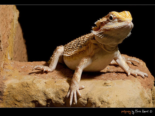 agáma, szakállas, szakállas agáma,pogona minor, pogona, minor,szakállas agáma tartás,szakállas agáma jellemzes,szakállas agáma etetés, szakállas tartás,szakállas jellemzes,szakállas etetés,agáma tartás, agáma jellemzes, agáma etetés