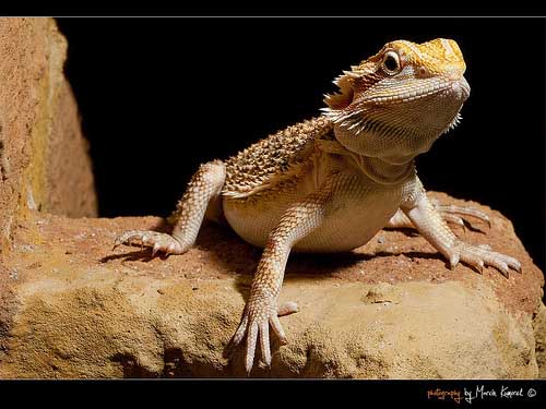 agáma, szakállas, szakállas agáma,pogona minor, pogona, minor,szakállas agáma tartás,szakállas agáma jellemzes,szakállas agáma etetés, szakállas tartás,szakállas jellemzes,szakállas etetés,agáma tartás, agáma jellemzes, agáma etetés