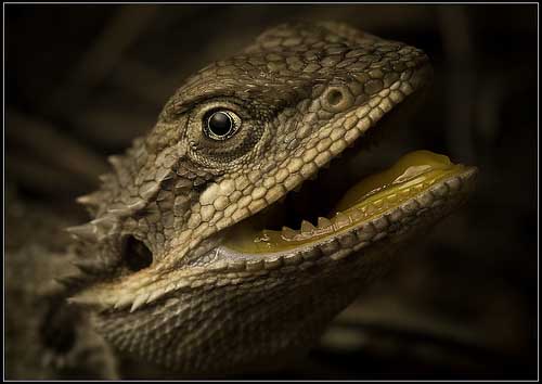 agáma, szakállas, szakállas agáma,pogona minor, pogona, minor,szakállas agáma tartás,szakállas agáma jellemzes,szakállas agáma etetés, szakállas tartás,szakállas jellemzes,szakállas etetés,agáma tartás, agáma jellemzes, agáma etetés