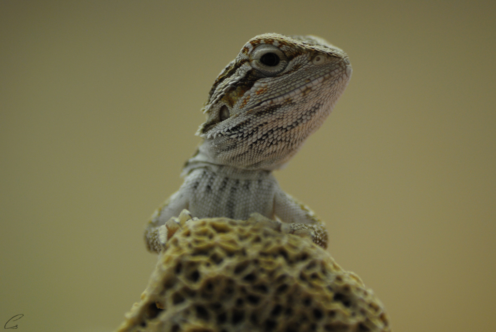 agáma, szakállas, szakállas agáma,pogona minor, pogona, minor,szakállas agáma tartás,szakállas agáma jellemzes,szakállas agáma etetés, szakállas tartás,szakállas jellemzes,szakállas etetés,agáma tartás, agáma jellemzes, agáma etetés