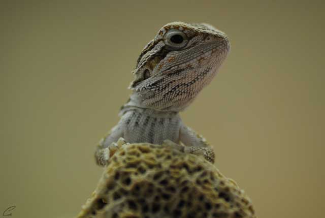 agáma, szakállas, szakállas agáma,pogona minor, pogona, minor,szakállas agáma tartás,szakállas agáma jellemzes,szakállas agáma etetés, szakállas tartás,szakállas jellemzes,szakállas etetés,agáma tartás, agáma jellemzes, agáma etetés