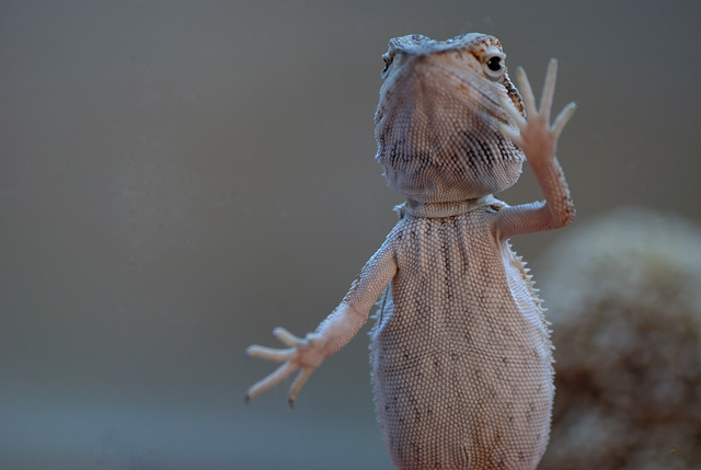 agáma, szakállas, szakállas agáma,pogona minor, pogona, minor,szakállas agáma tartás,szakállas agáma jellemzes,szakállas agáma etetés, szakállas tartás,szakállas jellemzes,szakállas etetés,agáma tartás, agáma jellemzes, agáma etetés