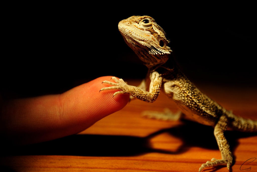 agáma, szakállas, szakállas agáma,pogona minor, pogona, minor,szakállas agáma tartás,szakállas agáma jellemzes,szakállas agáma etetés, szakállas tartás,szakállas jellemzes,szakállas etetés,agáma tartás, agáma jellemzes, agáma etetés