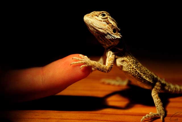 agáma, szakállas, szakállas agáma,pogona minor, pogona, minor,szakállas agáma tartás,szakállas agáma jellemzes,szakállas agáma etetés, szakállas tartás,szakállas jellemzes,szakállas etetés,agáma tartás, agáma jellemzes, agáma etetés