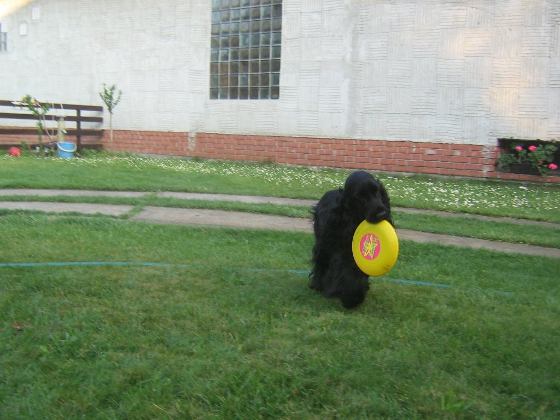 Frisbee
