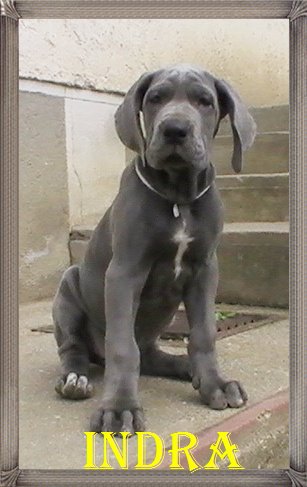 nmet dog szuka
