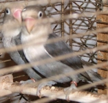 Fischer trpepapagj,Agapornis fischeri Mjva sznvltozat