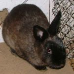 barn�s sz�n�rnyalat� t�rpe anyany�l