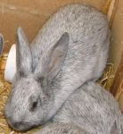 Csincsilla sz�nv�ltozat