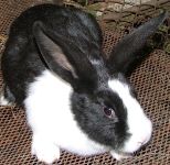 Hollandtarka rajzolat, �ri�s jelleg� anyany�lon