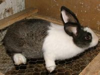 Hollandtarka rajzolat, �ri�s jelleg� bakny�lon