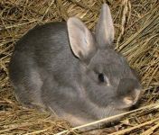 K�k vidra sz�nv�ltozat -anyany�l-