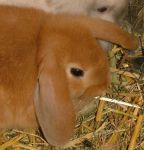 Kosorr� t�rpeny�l