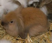 Kosorr� + oroszl�nfej� t�rpeny�l