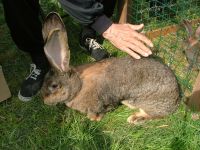 N�met vadas �ri�s