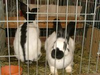 N�met tarka �ri�s nyulak egy ausztriai b�rz�n