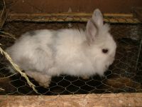 Oroszl�nfej� tarka t�rpeny�l