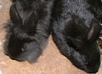 Oroszl�nfej�, �s norm�l t�rpenyulak