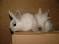 Oroszl�nfej� �s sima t�rpeny�l 