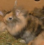 Tarka oroszl�nfej� t�rpeny�l