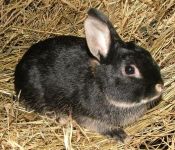 Fekete vidra sz�nv�ltozat -bak-