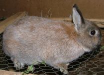 V�r�sessz�rke t�rpeny�l bak