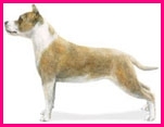 American Staffordshire Terrier Standard