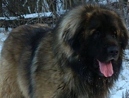 Grimm