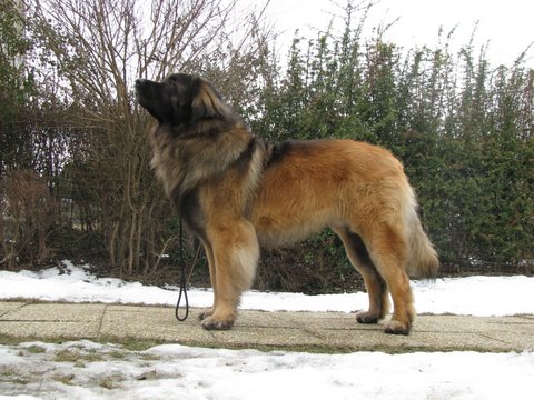 King