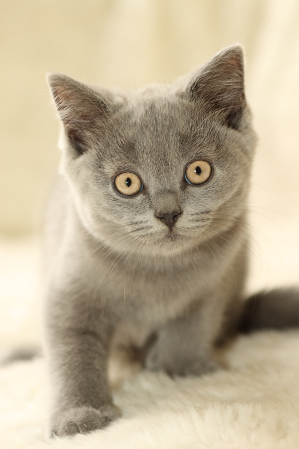 A litter