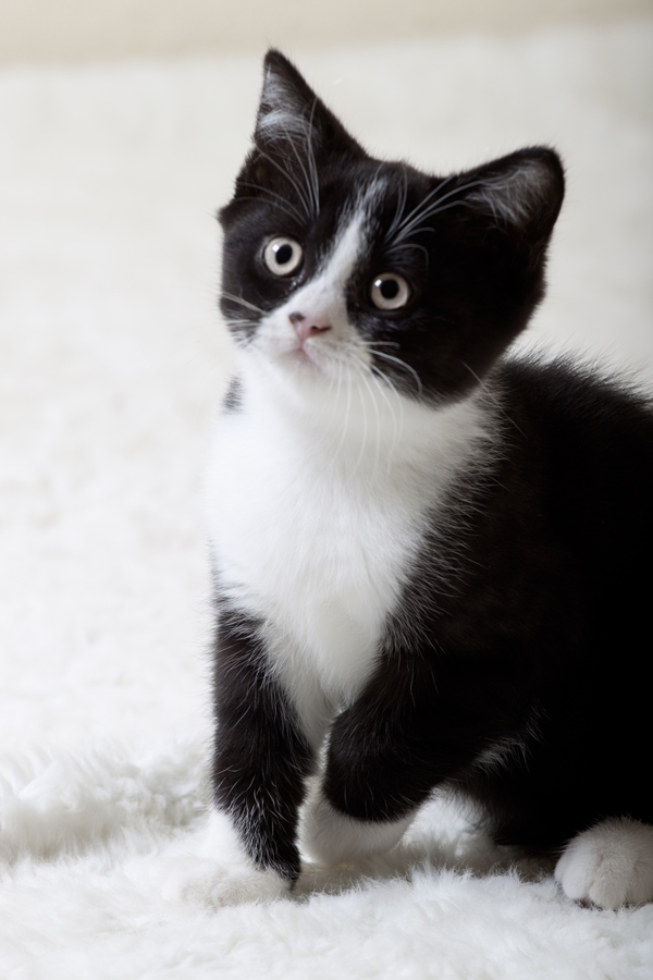 A litter