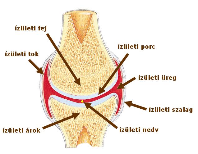 ízületi ízület húzó fájdalom a gerincben a hát alsó részén
