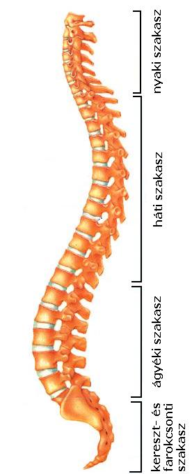 nyaki és ágyéki osteochondrosis hátfájás háton fekve