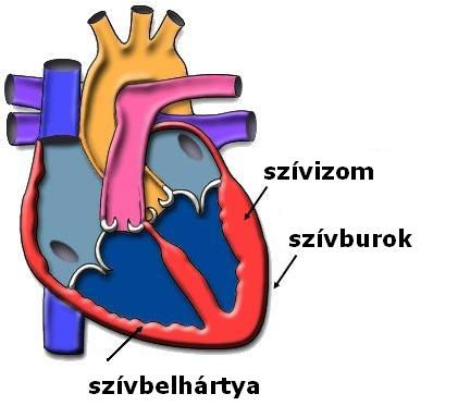 fővonal egészségügyi paoli szív helye a magas vérnyomás folyamatos kezelése