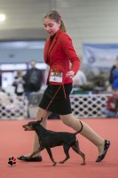 FEHOVA Winter Dog Show 2016