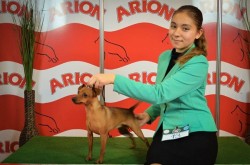 FEHOVA Winter Dog Show 2016