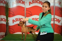 19.02.2016. FeHoVa WinterDogShow