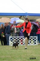 2016.05.16. Szilvsvrad CACIB II.