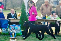 Zottelbart v. Hetzeldorf Indy: Exc.1, HPJ 
