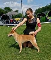 Mia, Shiba Inu