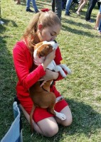 Amstaff love