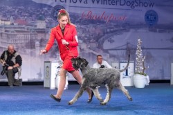 Junior Handler First place 