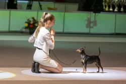 Miniaturepinscher
