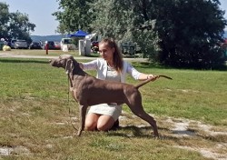 Weimaraner